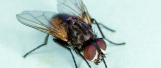 Как да си направим капан за мухи у дома