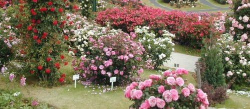 How to make a rose garden in the garden