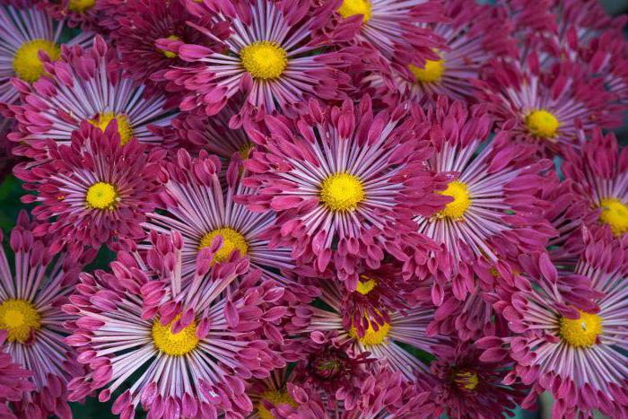 how to collect annual aster seeds