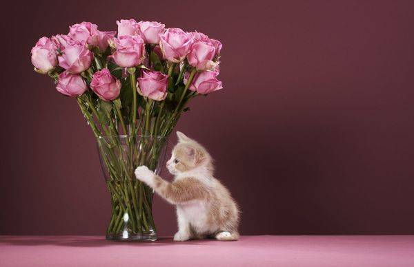 Как да запазите цветя във ваза по-дълго от роза