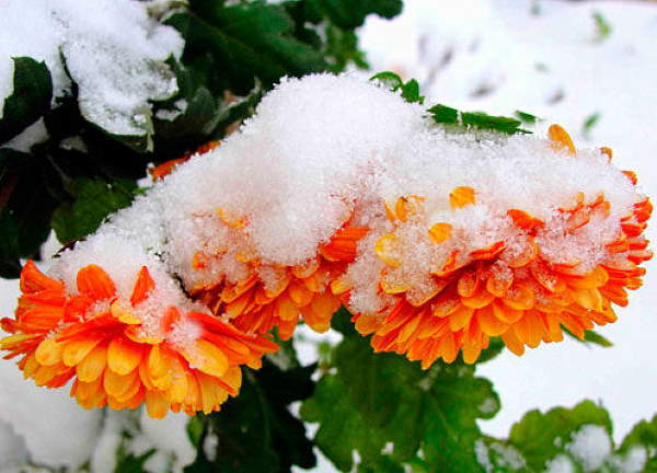 как да поддържате хризантеми през зимата