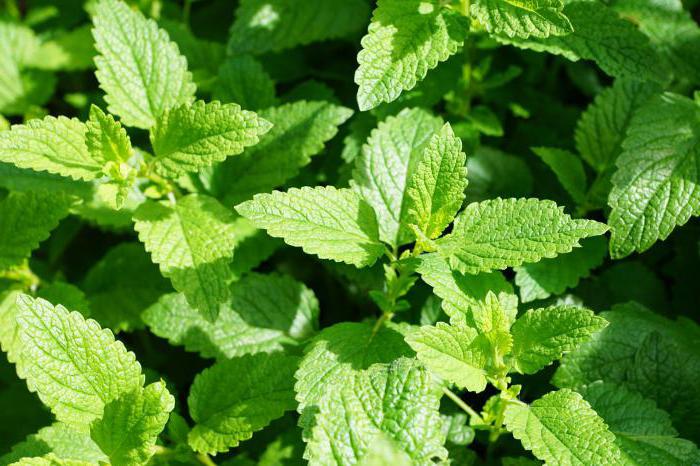 how to keep mint leaves fresh for the winter