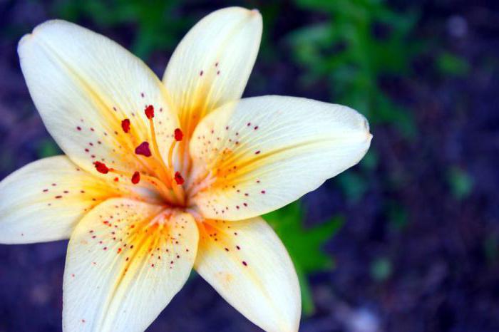 как да запазим луковиците на лилиите до пролетта