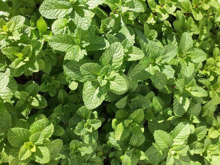 how to keep mint fresh for the winter