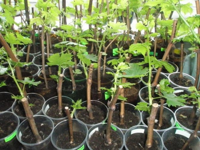 How to create optimal conditions for the germination of grape cuttings