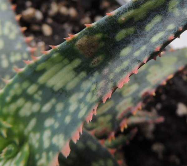 How to save aloe if it dies