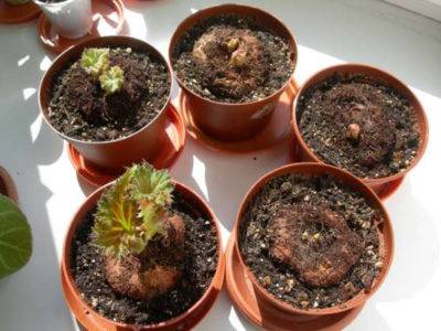 Cara menyelamatkan begonia