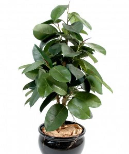 How to save ficus if almost all the leaves have fallen. Is it possible to save a ficus if it is completely naked?