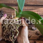 Cum se salvează o orhidee de la descompunere