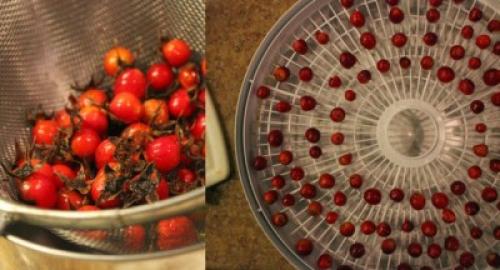 How to dry rose hips at home. Easy Home Drying Rose Hips: Different Methods 02
