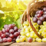 Как да готвя конфитюр от гроздови семки