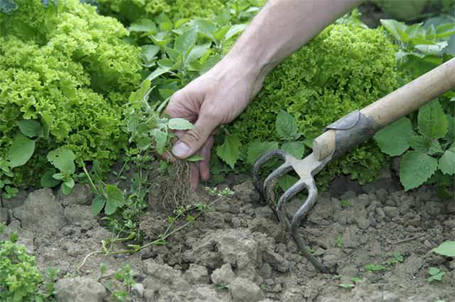 Sebaik sahaja anda menggali atau mencabut rumput liar, tunas pembaharuan akan segera terbangun pada semua sisa sistem akar yang tersisa di dalam tanah. Dan ini akan mendorong pertumbuhan sebilangan besar rumpai dan bukannya satu
