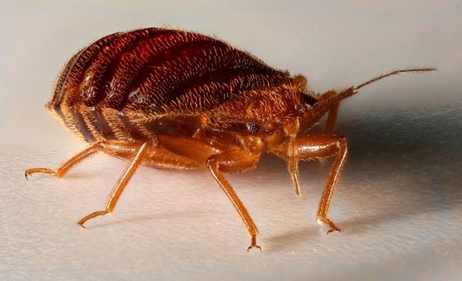 how to poison bedbugs with vinegar