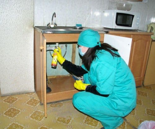 cum se otrăvește gândacii într-un hostel