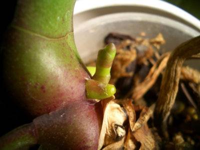 How to distinguish a root from a peduncle in an orchid