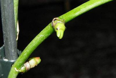 How to distinguish a root from a peduncle in an orchid