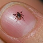 How to kill a tick