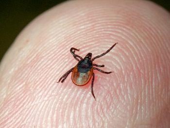 How to kill a tick: burn it or crush it with a fingernail?