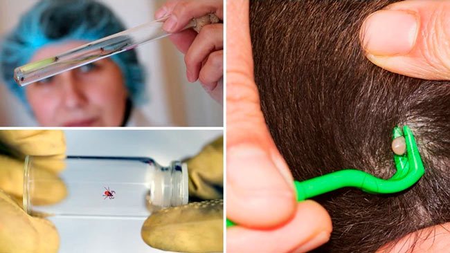 How to kill a tick: burn it or crush it with a fingernail?