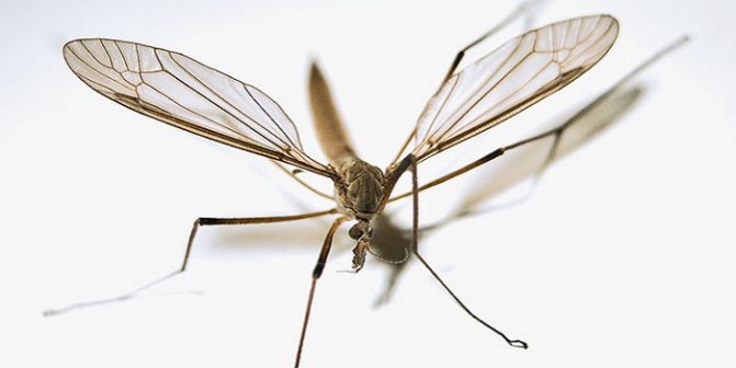 Как да убия комар в стая
