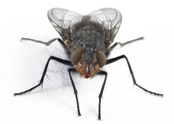 как да убия муха
