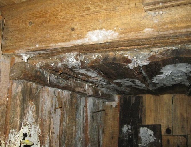 How to remove fungus in the cellar effective ways to combat