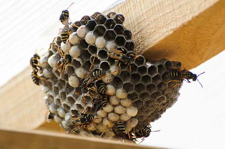 How to clean a hornet's nest on a balcony