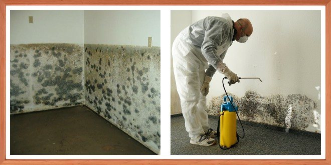 how to remove mold from the wall in the house quickly