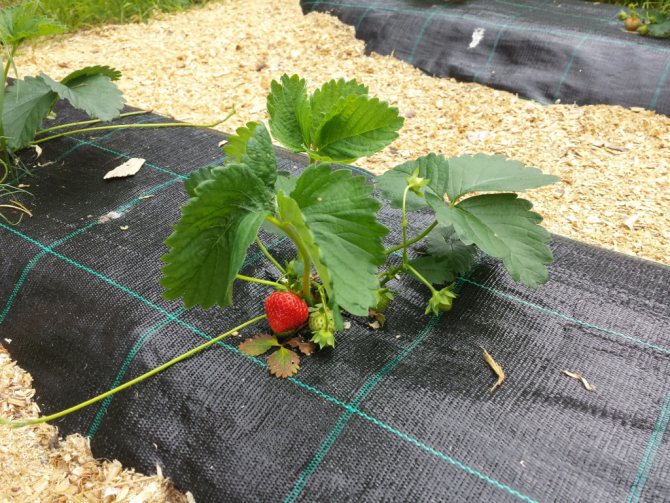 как да оплодим ягоди през есента