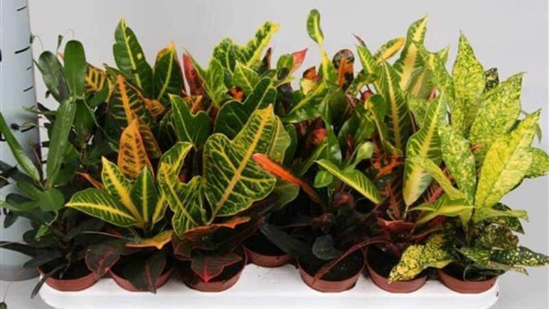 how to care for croton at home