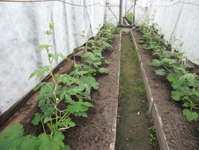 How to care for watermelons in a greenhouse