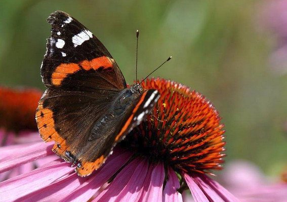 Jak se starat o motýly doma?