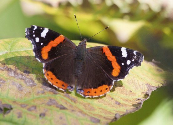 How to care for butterflies at home?