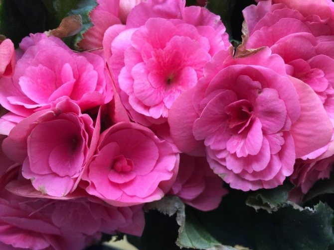 how to care for begonia at home in a pot for beginners