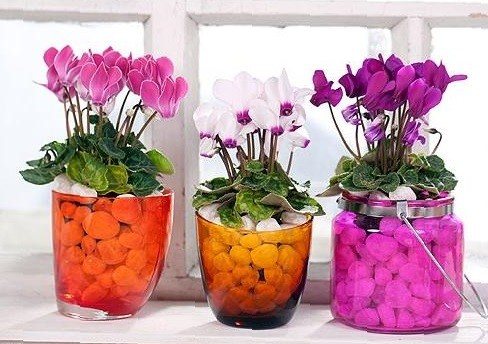 How to care for cyclamen at home after purchase