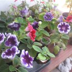Как да се грижим за цветята на глоксиния у дома?
