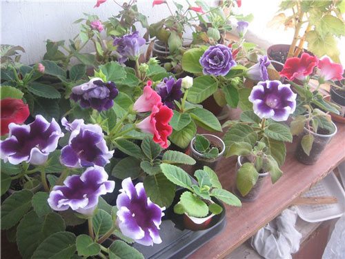 Как да се грижим за цветята на глоксиния у дома?