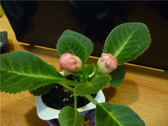 How to care for gloxinia flowers at home?