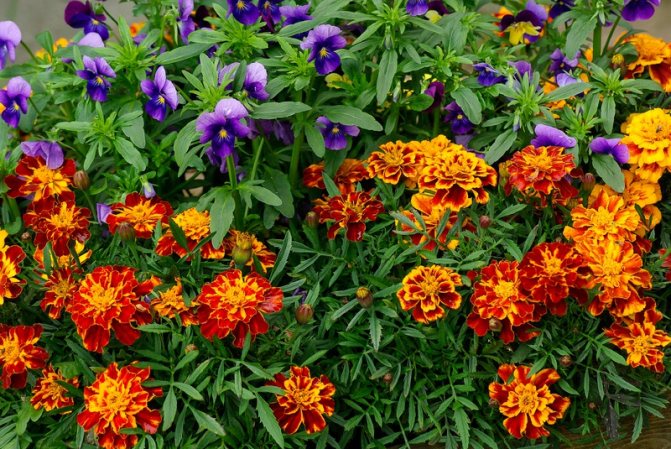 How to care for flowers of annuals