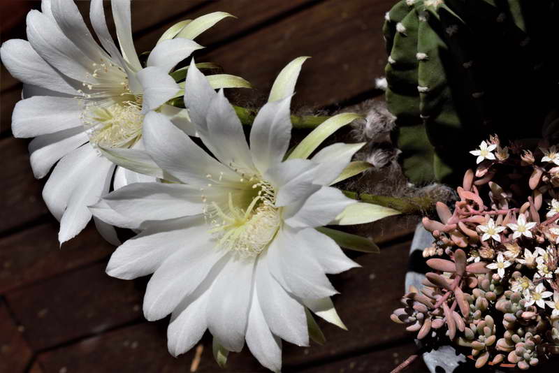 Hur man tar hand om echinopsis hemma