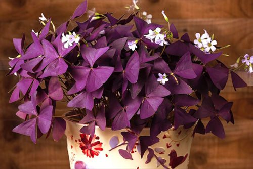 Cum să aibă grijă de violet acru într-o cameră? Îl poți cultiva în grădină?