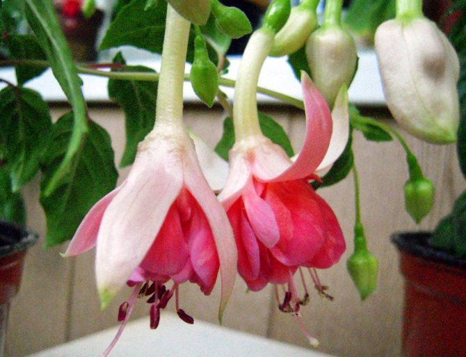 how to care for fuchsia