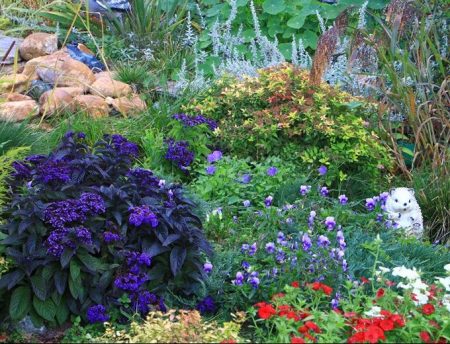 How to care for heliotrope outdoors.