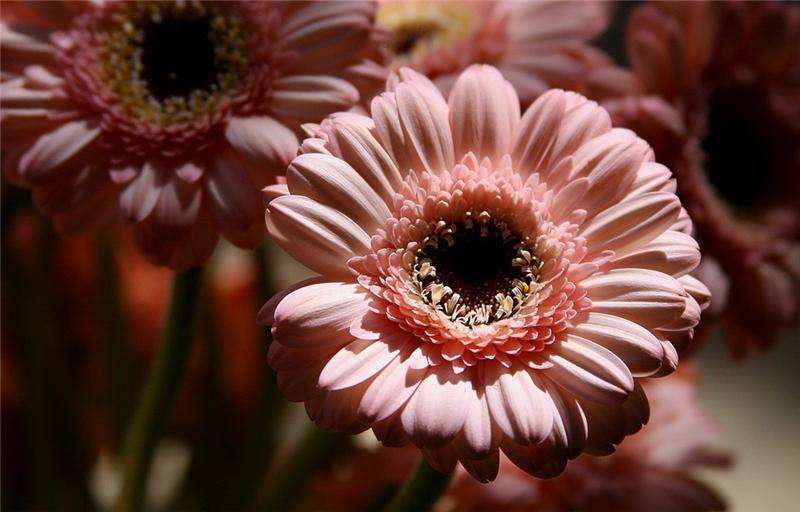 How to care for a gerbera at home - step by step instructions with a detailed description of all stages
