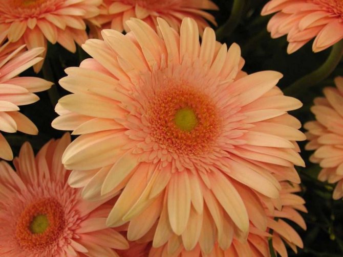How to care for a gerbera at home - step by step instructions with a detailed description of all stages