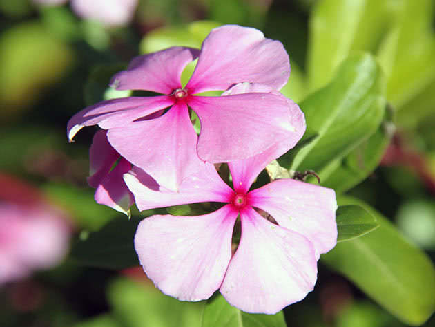 How to care for a catharanthus in the garden and at home