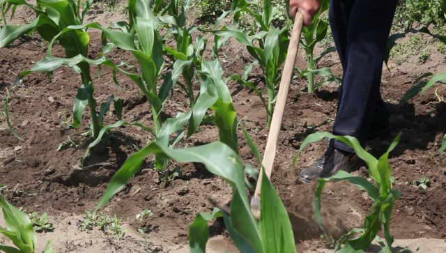 How to care for corn outdoors