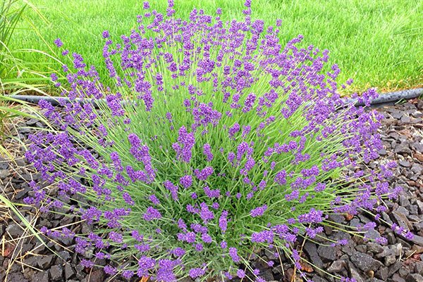 Cara merawat lavender di kebun