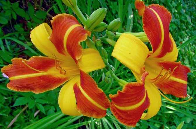 How to care for a daylily