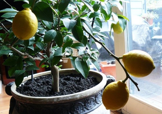 Как да се грижим за лимон у дома